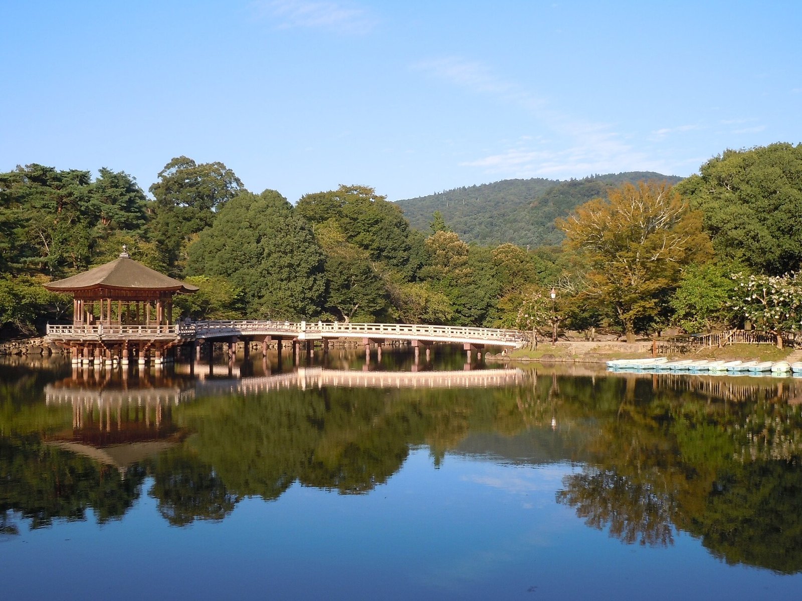 Deer in Nara Park